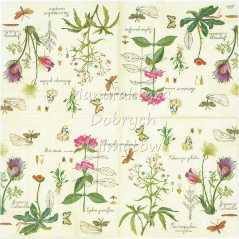 Serwetka nr. 2478 Pulsatilla [33x33]