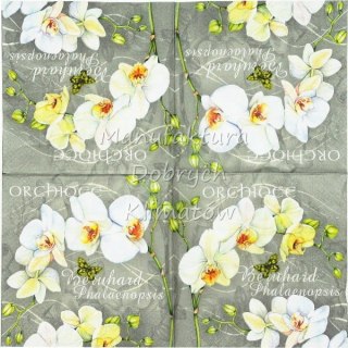 Serwetka nr. 2641 Orchidee [33x33]
