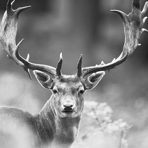 Serwetka nr. 2946 Deer face [33x33]