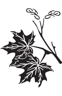 Szablon zmywalny Cadence 15x20cm D0240