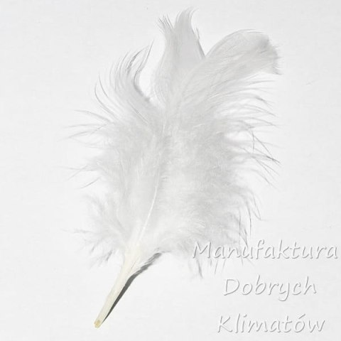 Piórka dekoracyjne białe (37) - ok 190szt
