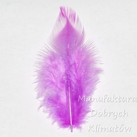 Piórka dekoracyjne fioletowe (21) - ok 190szt