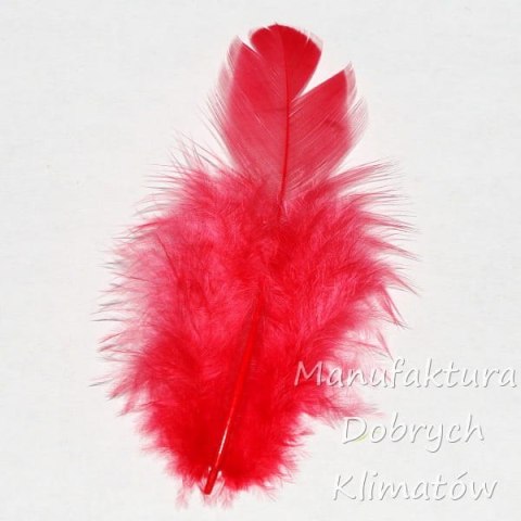 Piórka dekoracyjne karminowe (6) - ok 190szt