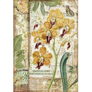 Stamperia Papier ryżowy A4 DFSA4532