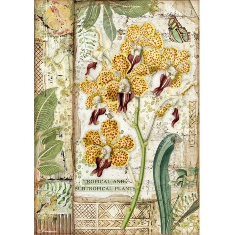 Stamperia Papier ryżowy A4 DFSA4532