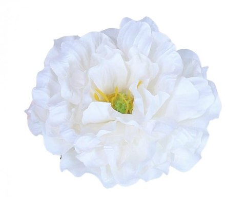 Róża biała śr 11cm (EVE1947)